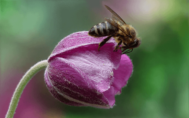 Is The-Social-Honey-Bee