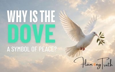 Why Is the Dove a Symbol of Peace? History, Meaning & Origins
