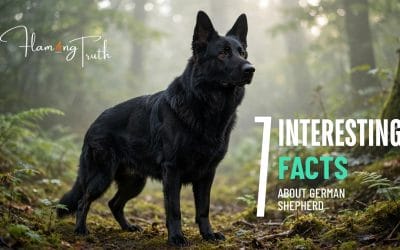 7 Interesting Facts About German Shepherd That You Never Knew