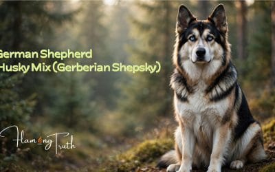German Shepherd Husky Mix (Gerberian Shepsky): Complete Breed Guide