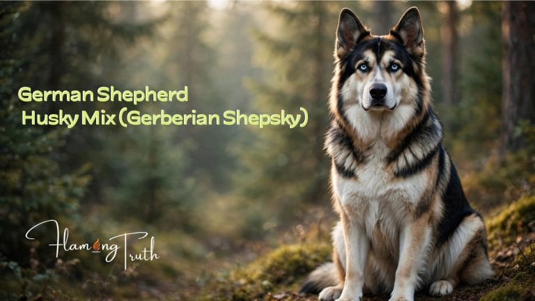 German Shepherd Husky Mix (Gerberian Shepsky)