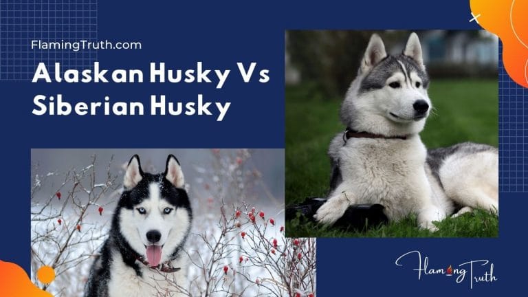 alaskan-husky-vs-siberian-husky