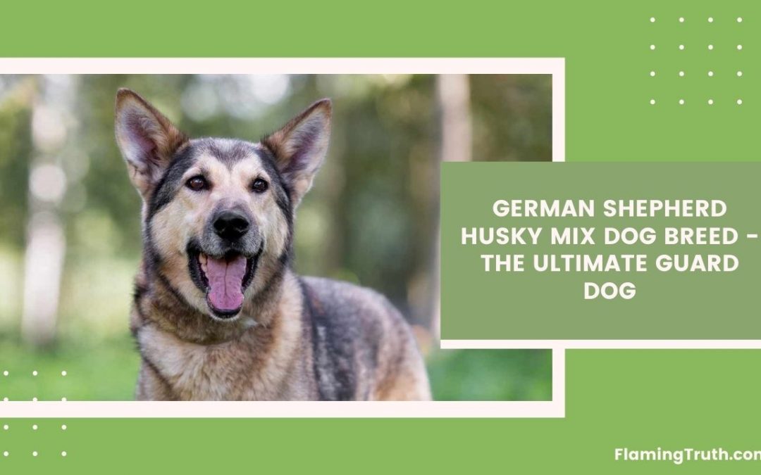 German Shepherd Husky Mix Dog Breed – The Ultimate Guard Dog