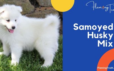 Samoyed Husky Mix | Their Characteristics and Interesting Facts