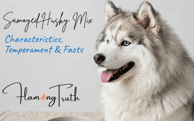 Samoyed Husky Mix: Characteristics, Temperament & Facts