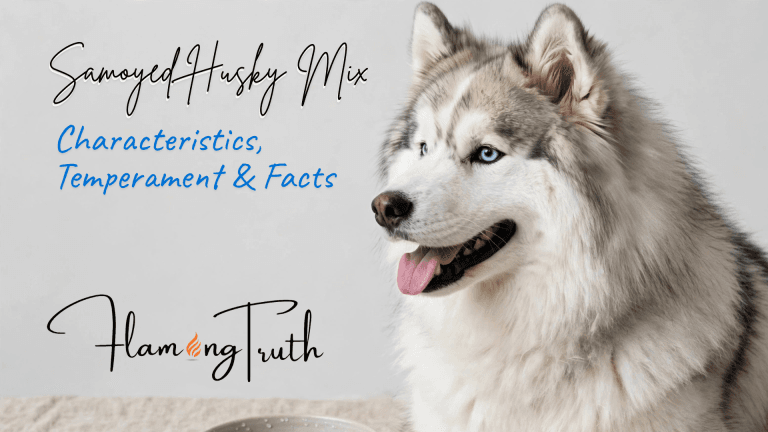 samoyed_husky_characteristics_temperament_facts