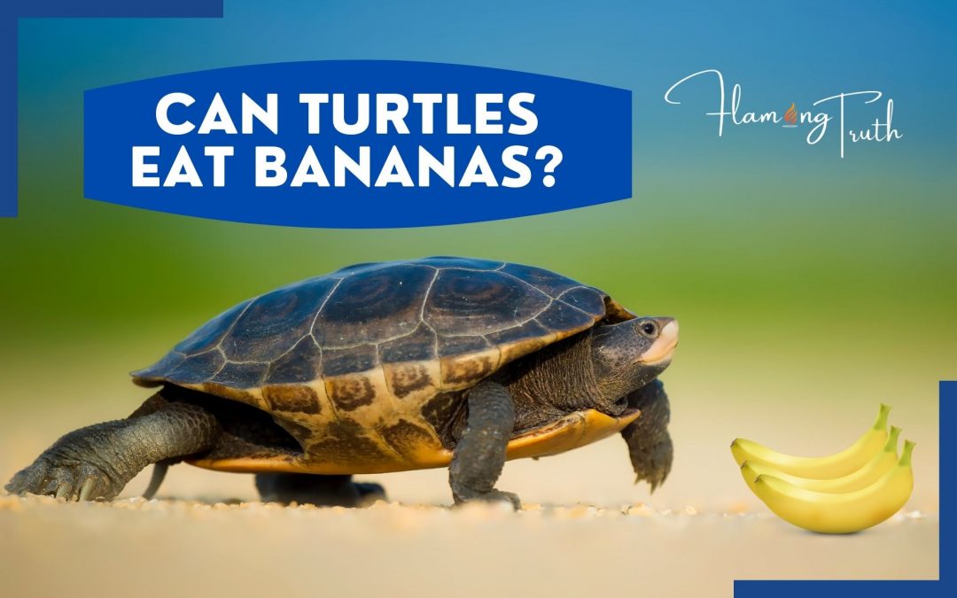 Can Turtles Eat Bananas-Should You Feed Turtle Bananas