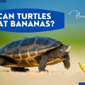 can-turtles-eat-bananas