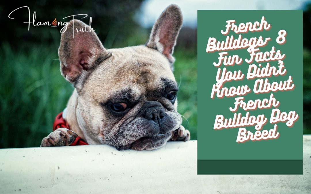 French Bulldogs- 8 Fun Facts You Didn’t Know About French Bulldog Dog Breed