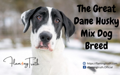 The Great Dane Husky Mix Dog Breed