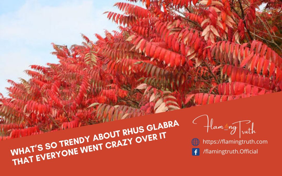 Rhus Glabra What’s So Trendy That Everyone Went Crazy Over It