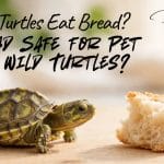 can-turtles-eat-bread