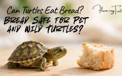 Can Turtles Eat Bread? Is Bread Safe for Pet and Wild Turtles?