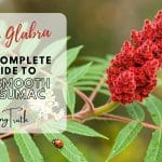 The Complete Guide to Smooth Sumac