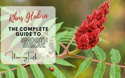 Rhus Glabra: A Complete Guide to Smooth Sumac