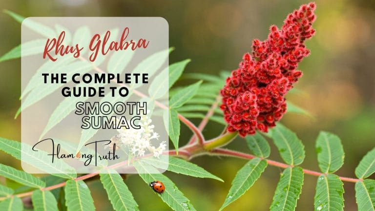 The Complete Guide to Smooth Sumac