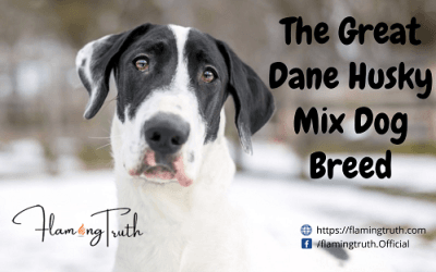 Great Dane Husky Mix: Size, Temperament, Lifespan & Care Guide