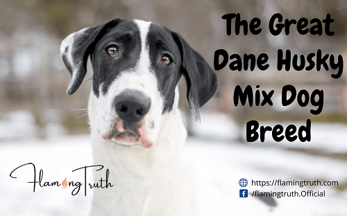 great_dane_husky_mix