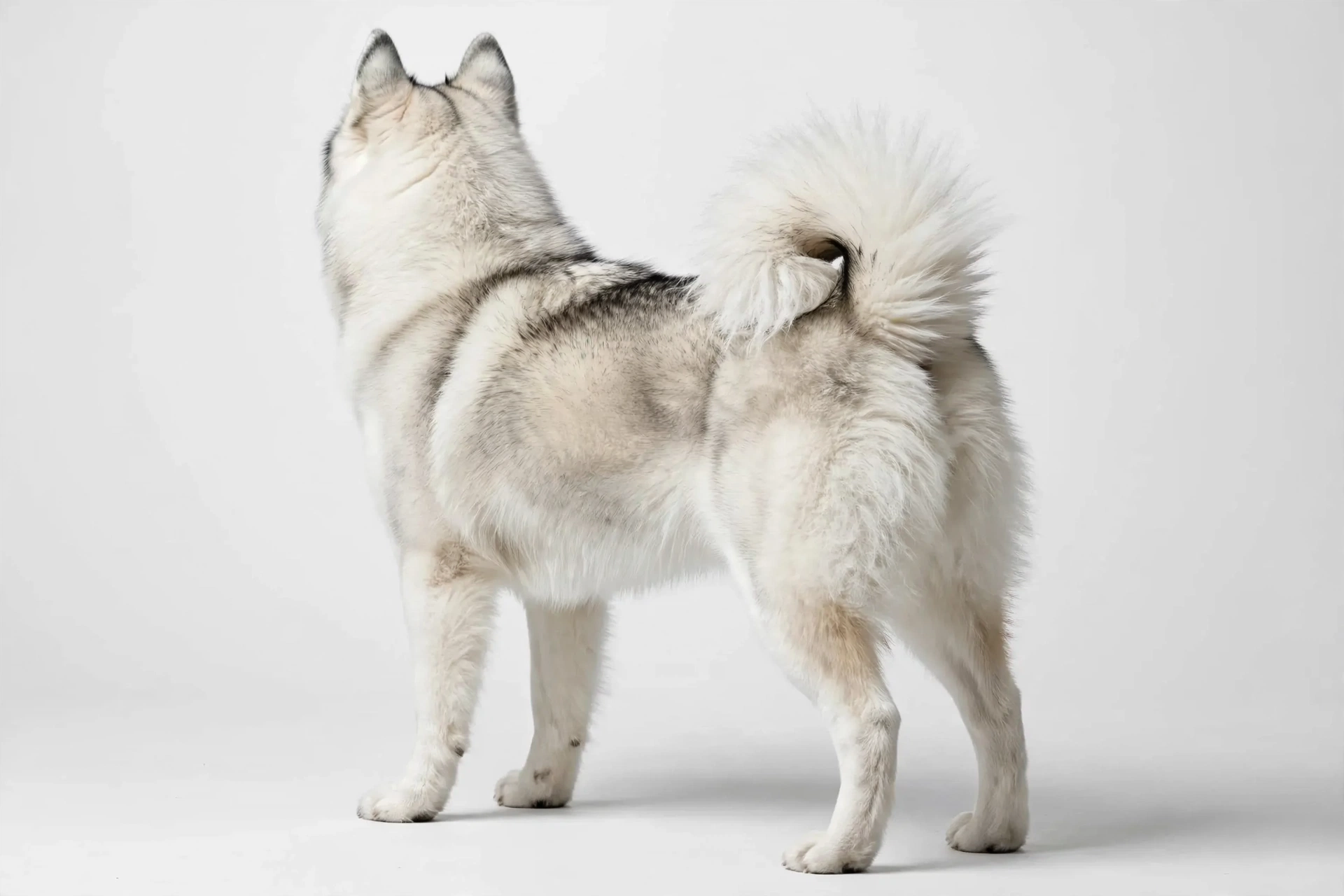 samusky_rear_view to_samusky_eye_variation