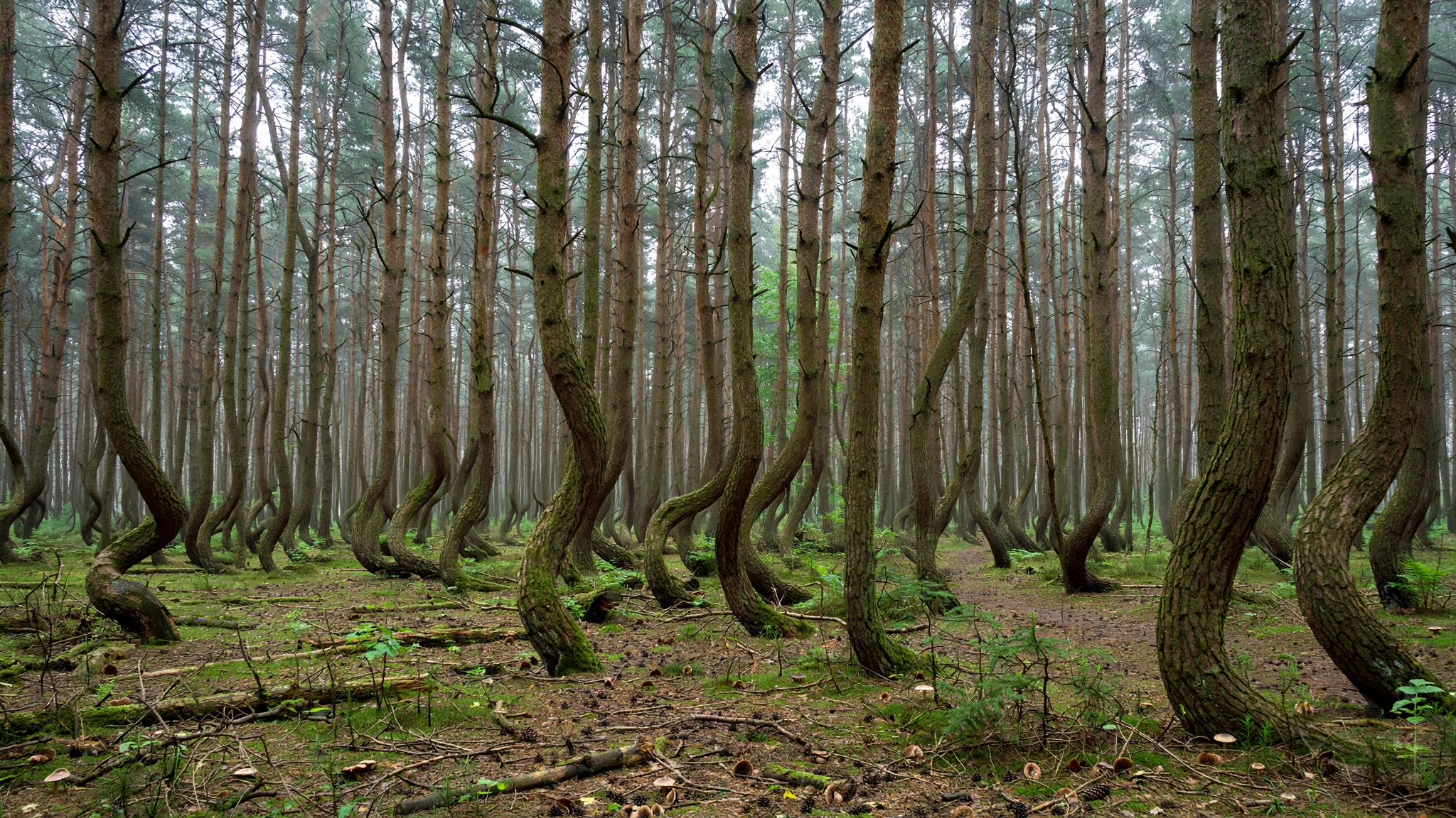 crooked_forest_misty crooked_forest_misty