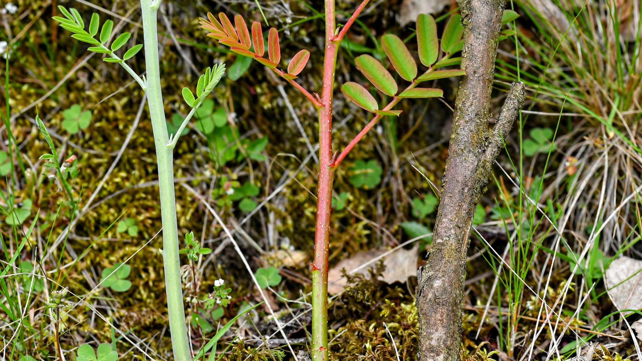 rhus_glabra_stems