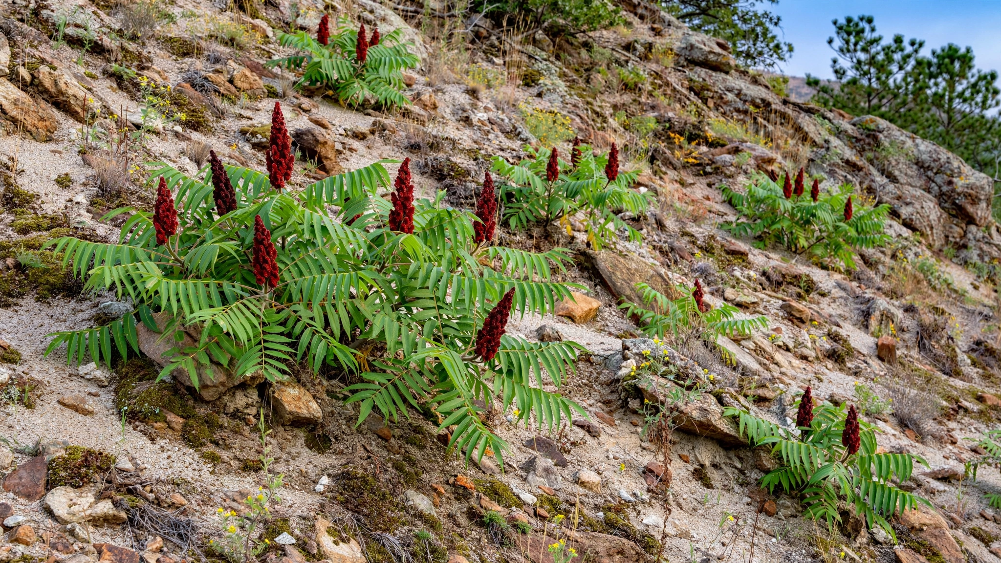 rocky_sumac_slope