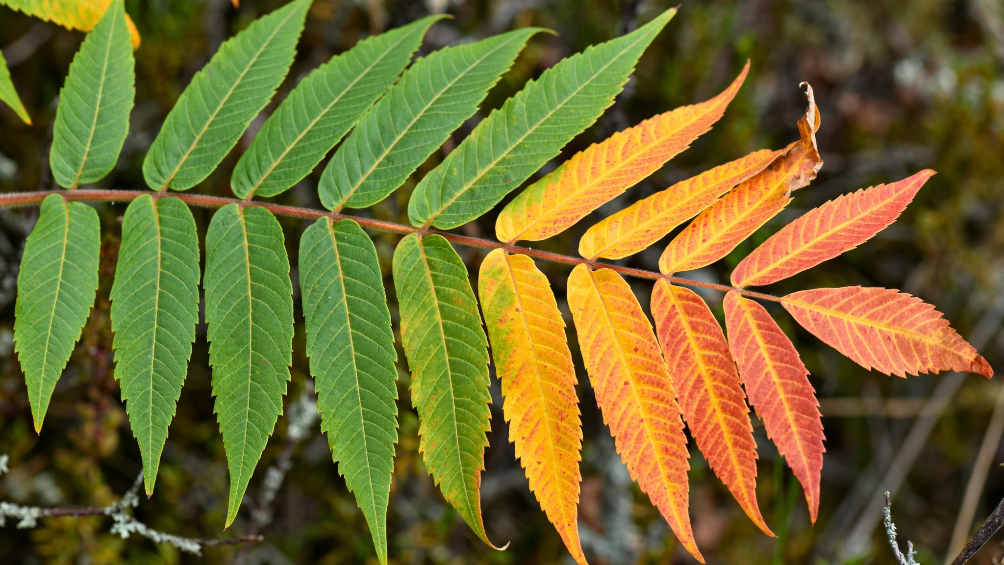 smooth_sumac_autumn_leaf