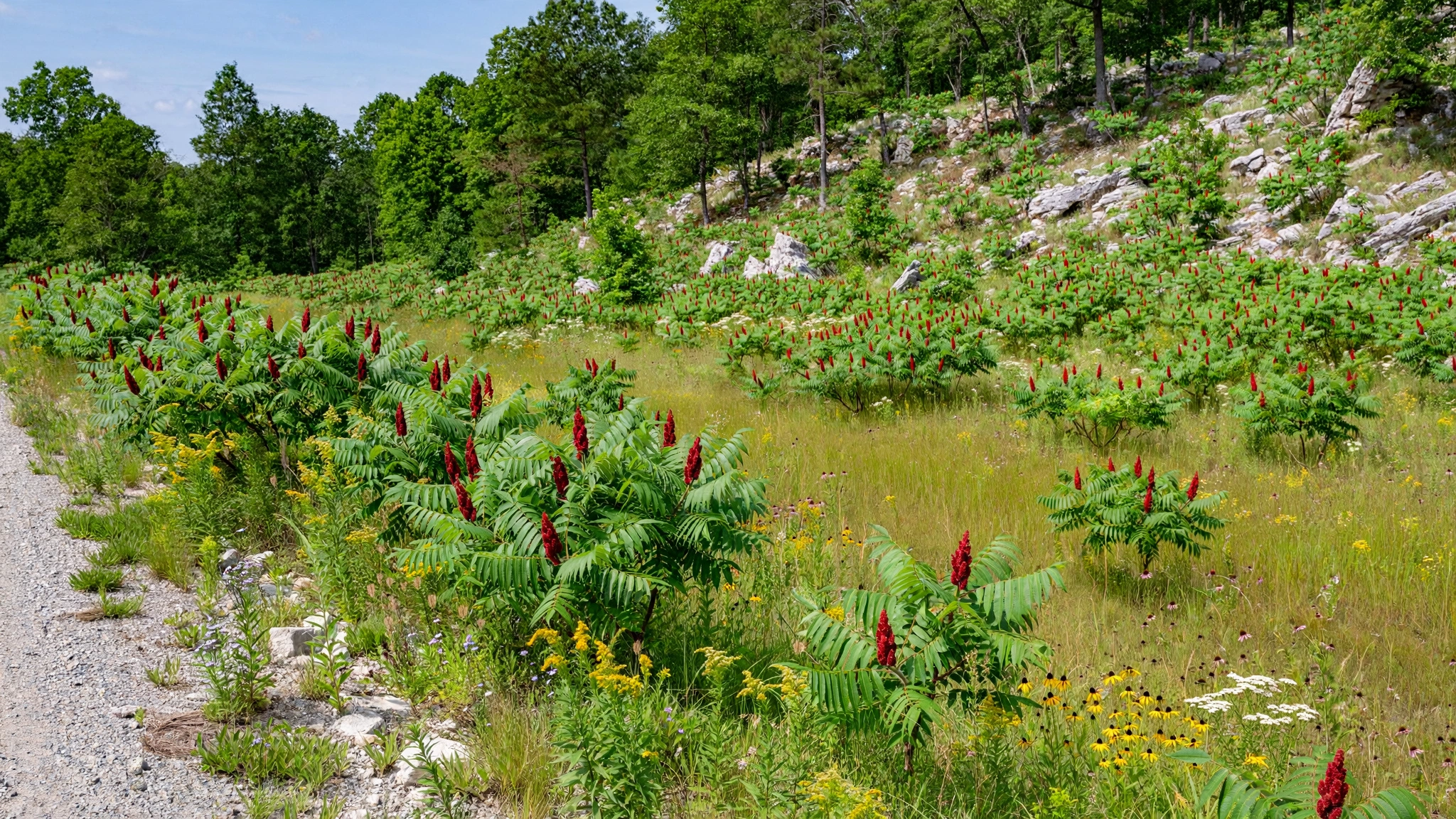 smooth_sumac_colony_landscape