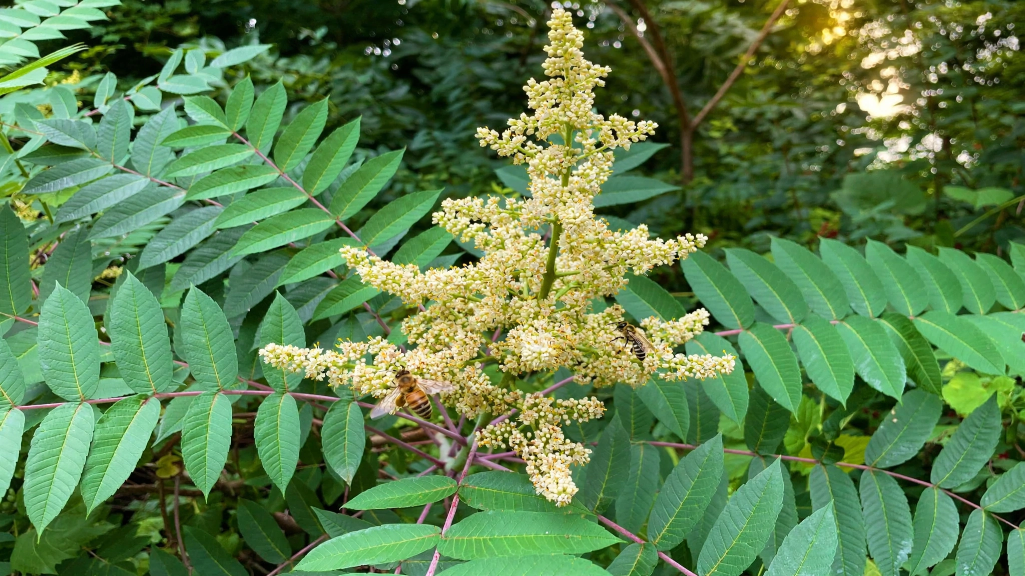 smooth_sumac_flower