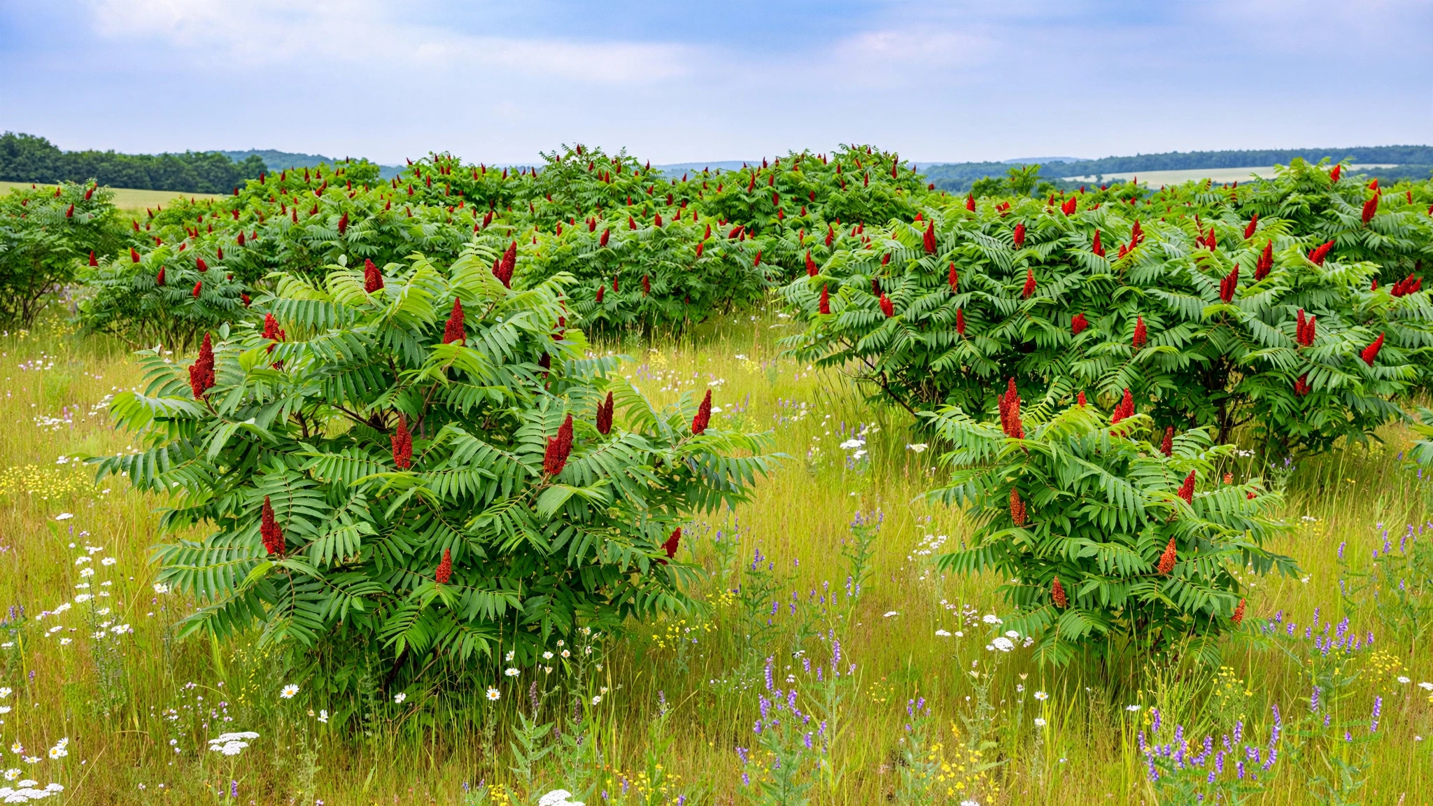 smooth_sumac_panorama