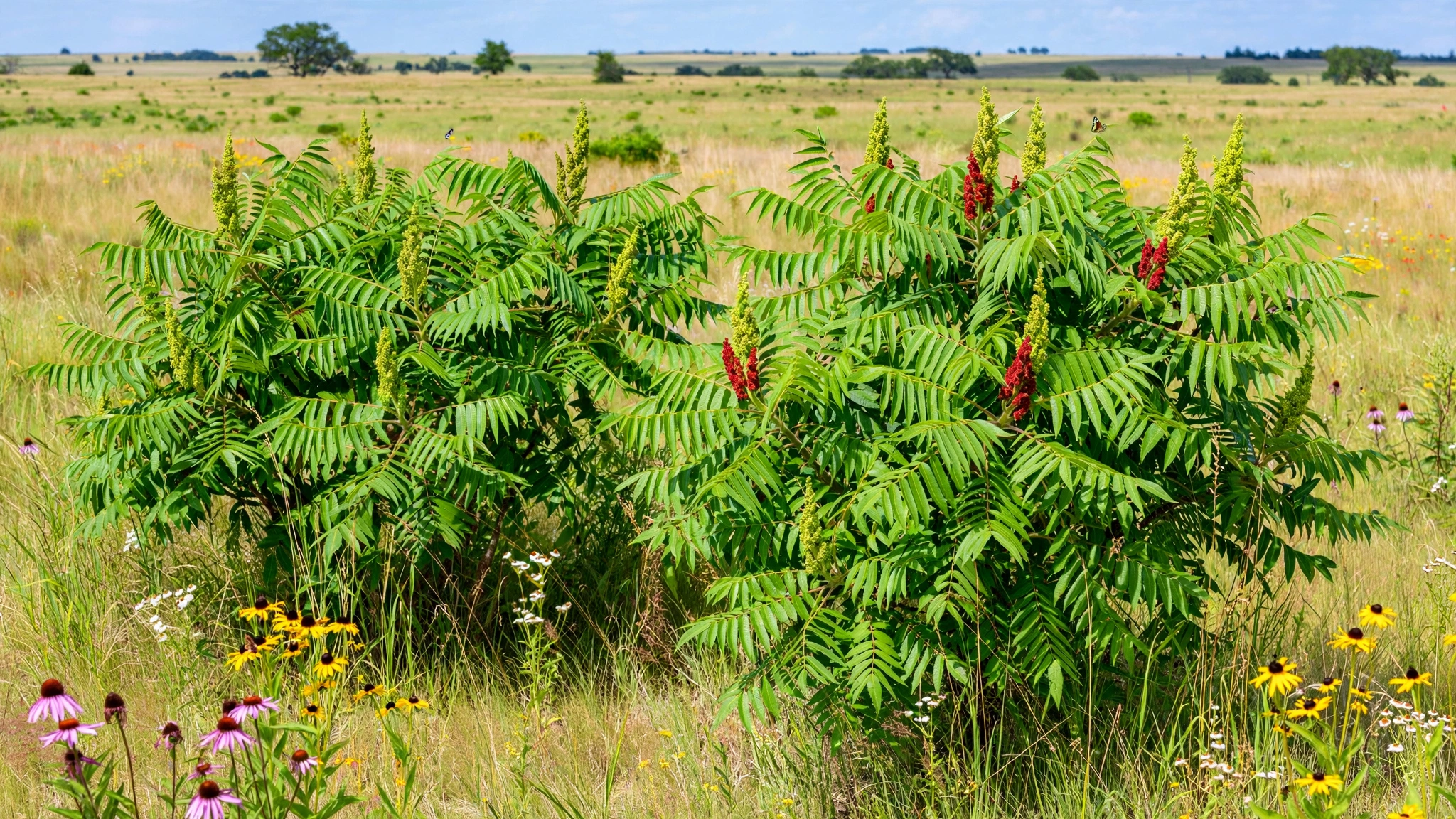 smooth_sumac_prairie